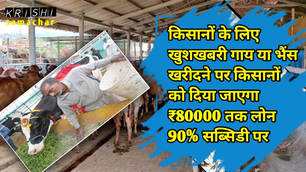 Animal Credit Card Scheme