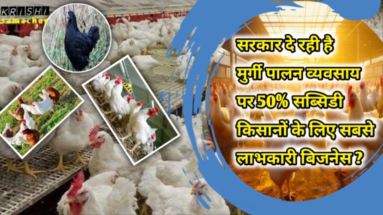 Poultry Farming Business