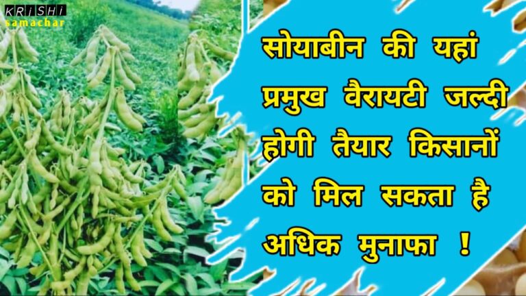 Soybean Variety