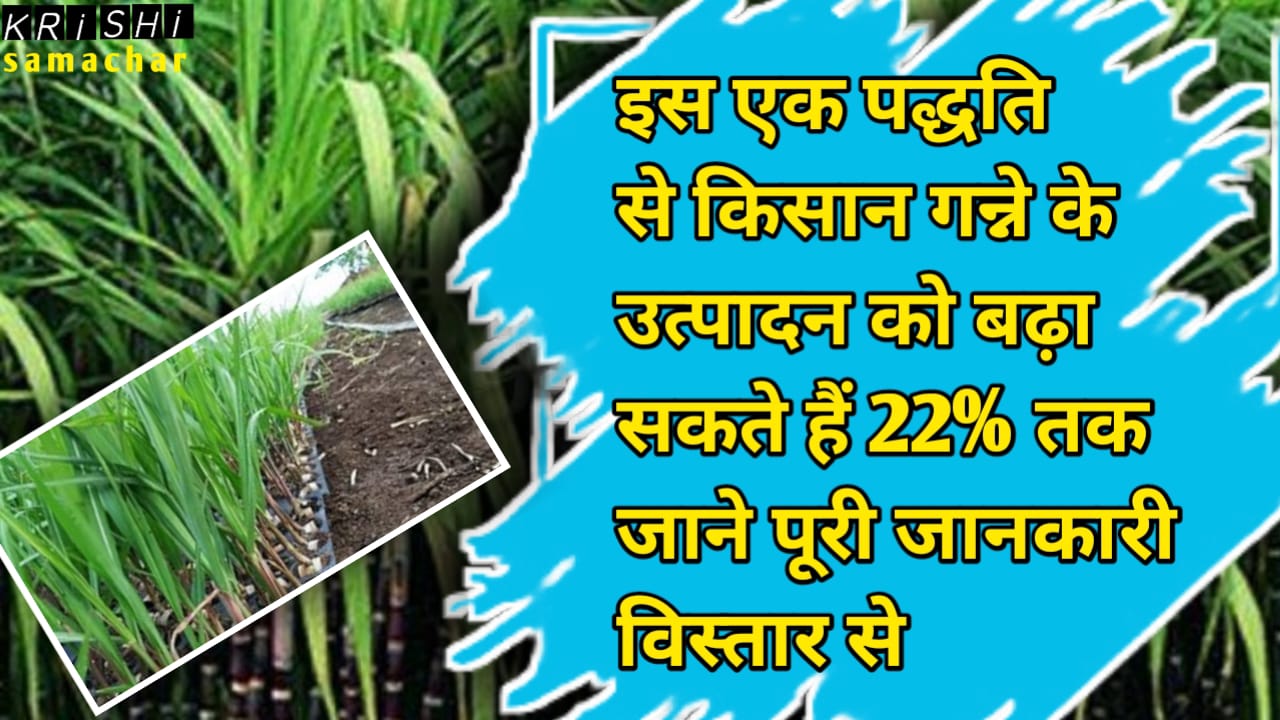 Sugarcane Cultivation