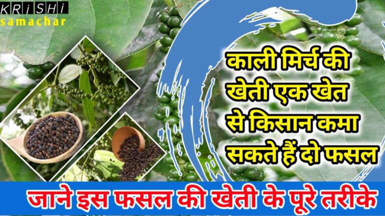 Black Pepper Cultivation