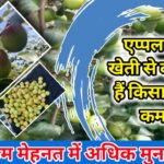 Apple Plum Cultivation