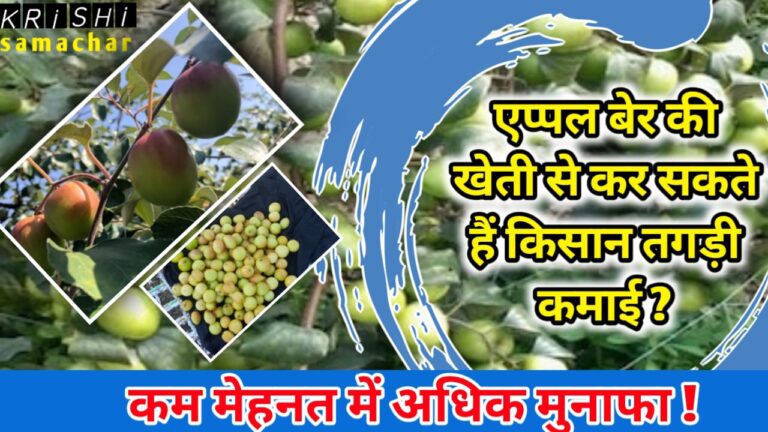 Apple Plum Cultivation